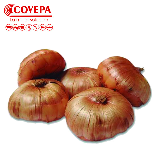 SEMILLA FLOR GLADIOLO ROJO X 5 CORMOS